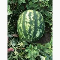 Продам арбуз сорт Продюсер, Маракеш, Каристан
