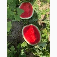 Продам арбуз сорт Продюсер, Маракеш, Каристан
