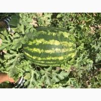 Продам арбуз сорт Продюсер, Маракеш, Каристан