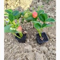 Продам саджанці полуниці Альбіон (стаканчик)