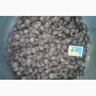 Шляпки желудя для декора, шляпка желудя, плюска желудя, крышечка желудя, каштаны