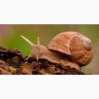 Куплю Равлика Виноградного