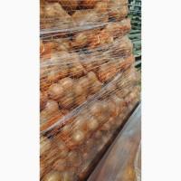 Продам молоду цибулю Україна