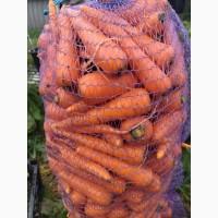 Продам моркву, сорт Абако
