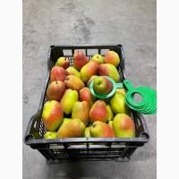 Продам Грушу Киргизка Опт