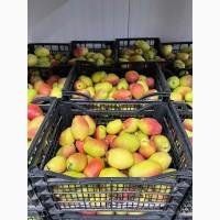 Продам Грушу Киргизка Опт