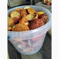 Мухомори червоні, якість гарна. Збір жовтень 2024 року