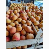 Продам молдавские абрикосы