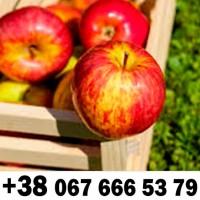 Куплю яблуко номер телефону на фото ////// Купуємо яблока оптом