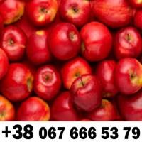 Куплю яблуко номер телефону на фото ////// Купуємо яблока оптом