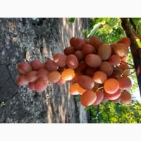 Продам черенки винограду