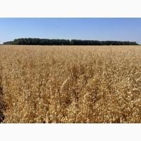 Овес посівний (ярий) Нептун, еліта