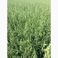 Овес посівний (ярий) Нептун, еліта