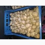 Продам картофель отличного качества Аризона 2 репродукции
