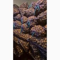 Продам семенной картофель Аризона