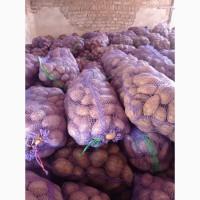 Продам товарну картоплю