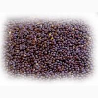 Куплю гірчию чорну