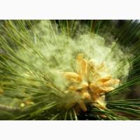 Продам сосновий пилок, золото сосни