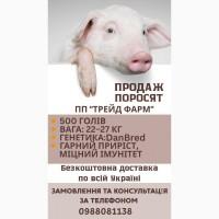 Продаж поросят