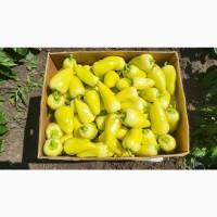 Продам перець сорт Білозерка