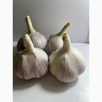 Продам часник сорт любаша 4+ 5+ 6