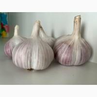 Продам часник сорт любаша 4+ 5+ 6