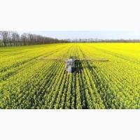 Купляю Ріпак Самовивіз по всій Україні