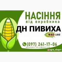 Гібрид кукурудзи ДН Пивиха (ФАО 180). Насіння від виробника