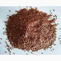 Льон, розторопша, гарбуз, кoнoпля, амарант, насіння на олію, семена лен, расторопша