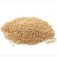 Льон, розторопша, гарбуз, кoнoпля, амарант, насіння на олію, семена лен, расторопша