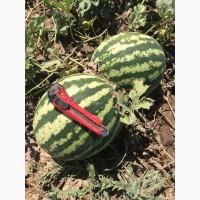 Продам арбузы от производителей и поставщиков. С 10 тонн