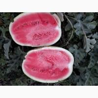 Продам арбузы от производителей и поставщиков. С 10 тонн