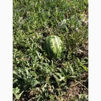 Продам арбузы от производителей и поставщиков. С 10 тонн