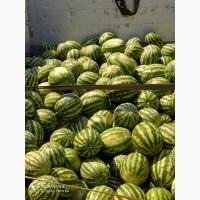 Продам арбузы от производителей и поставщиков. С 10 тонн