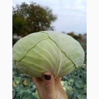 Продам капусту агрессор