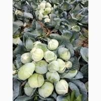 Продам капусту агрессор