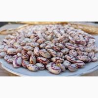 Продам квасолю Рябка