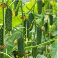 Куплю тепличный огурец ОПТ