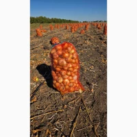 Продам лук штудгарт лук на перо качество