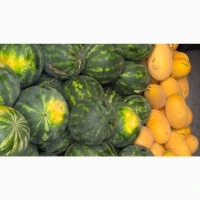Продам баштанні