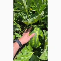 Продам баштанні