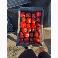 Продам перец куб красный