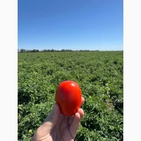 Продам перец куб красный