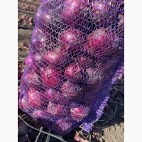 Продам червону(синю) цибулю