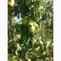 Продам грушу Нояберську