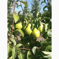 Продам грушу Нояберську