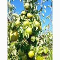Продам грушу Нояберську