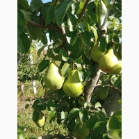 Продам грушу Нояберську