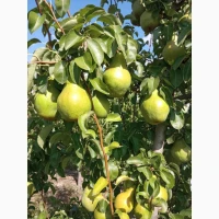 Продам грушу Нояберську