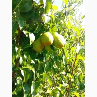 Продам грушу Нояберську
